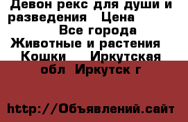 Девон рекс для души и разведения › Цена ­ 20 000 - Все города Животные и растения » Кошки   . Иркутская обл.,Иркутск г.